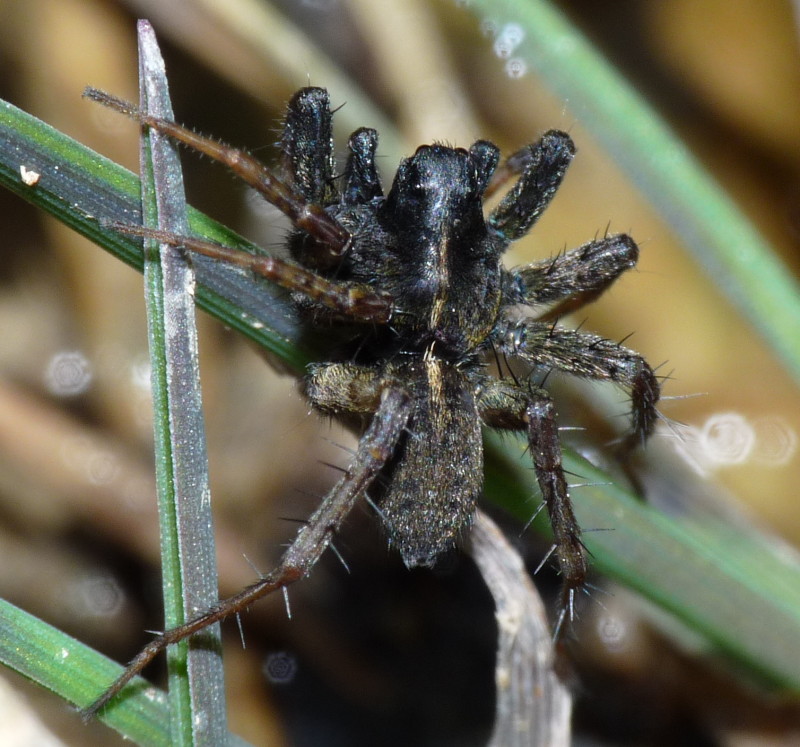 Pardosa sp.